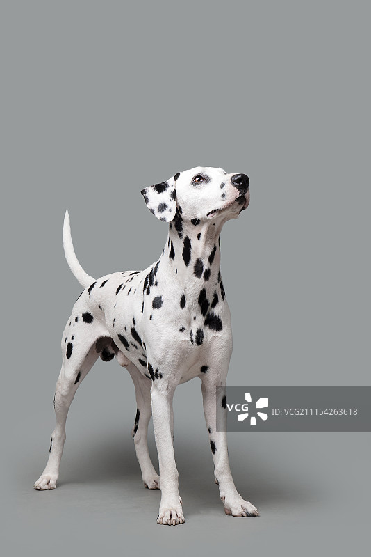 大麦町 奔奔图片素材