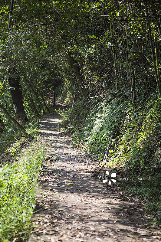 象鼻古道,林荫小径,苗栗,台湾,亚洲图片素材