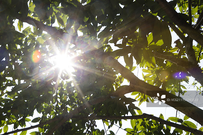 树,新竹,台湾,亚洲图片素材