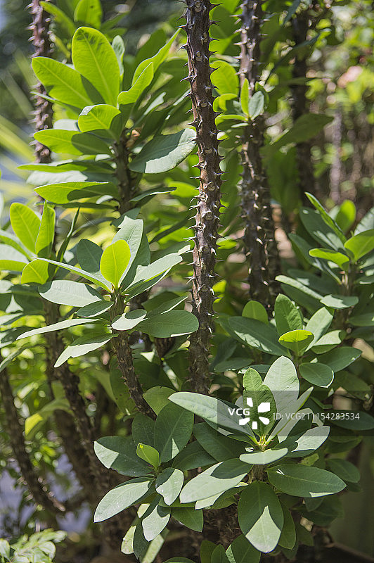 植物,新竹,台湾,亚洲图片素材