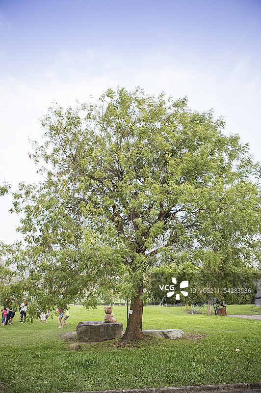 树,新竹,台湾,亚洲图片素材