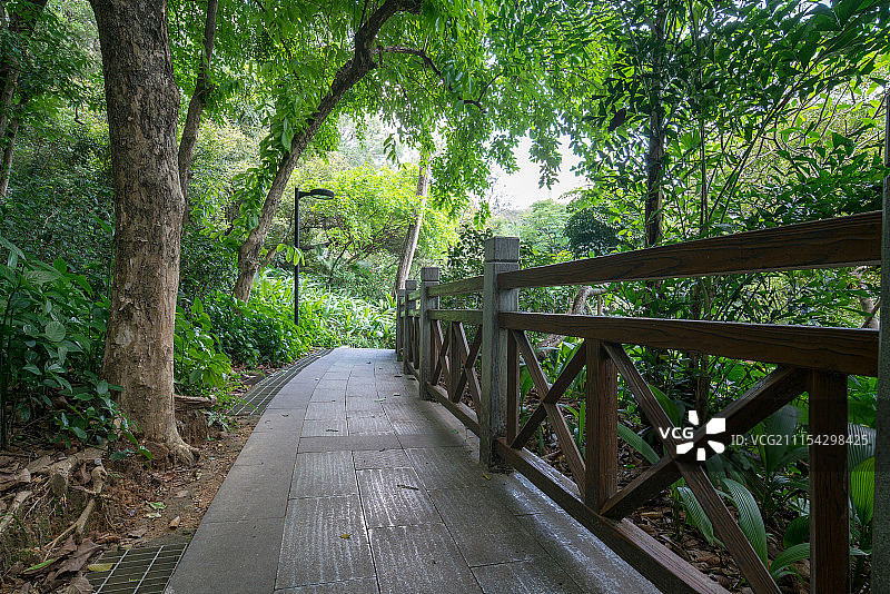 道路通往树林图片素材