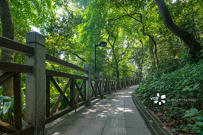 道路通往树林图片素材