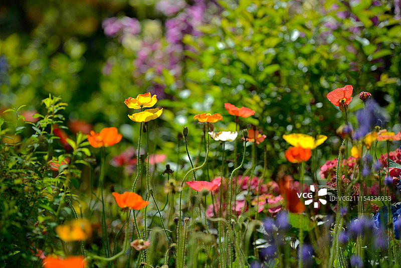 生如夏花图片素材