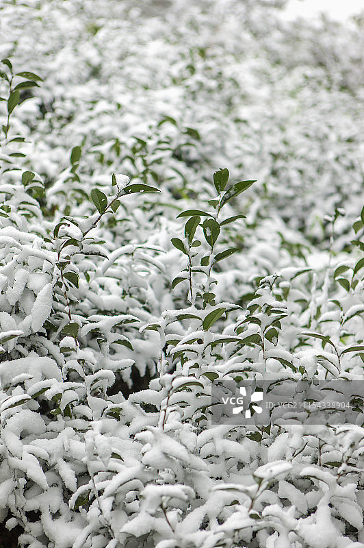 茶树,雪,冬天图片素材