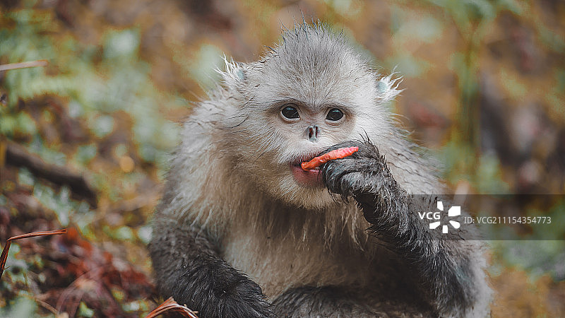 滇金丝猴图片素材