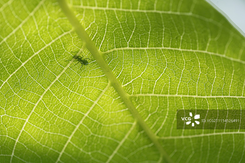 叶脉与蚂蚁生物世界图片素材