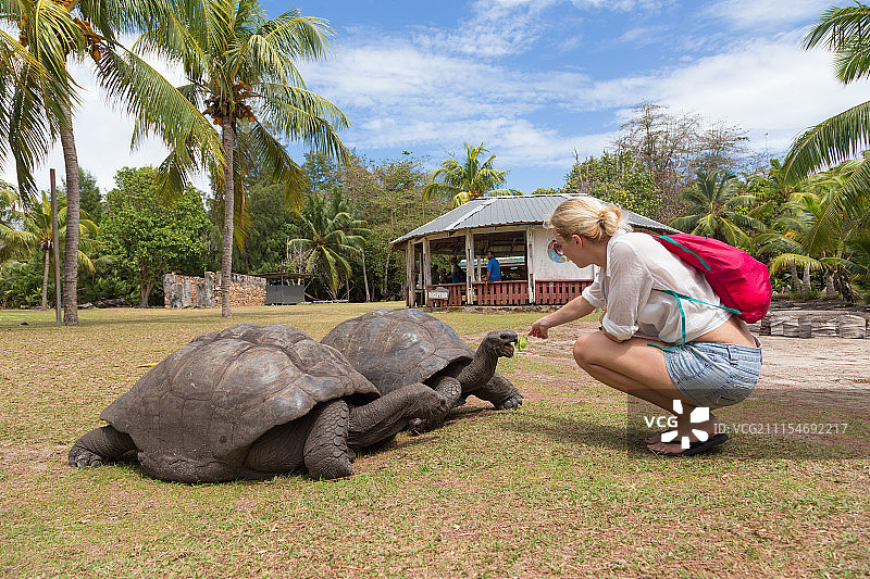 游客在库里厄斯岛喂养阿尔达布拉巨龟图片素材