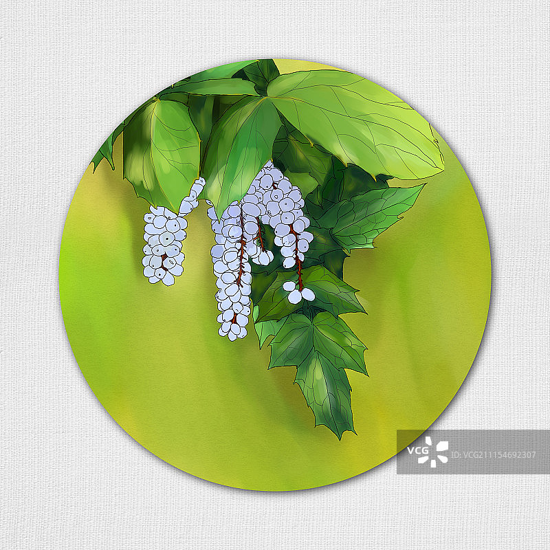 十大功劳 药材图片素材