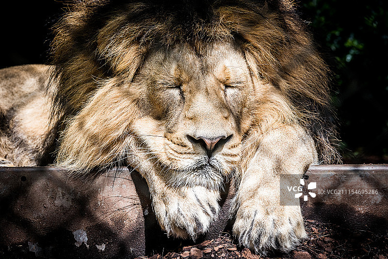 昏昏欲睡的亚洲狮图片素材