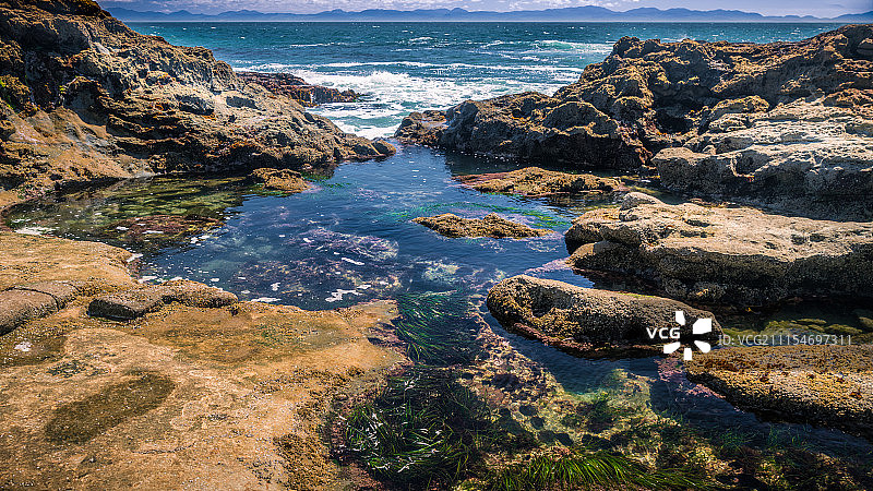 温哥华岛植物海滩图片素材