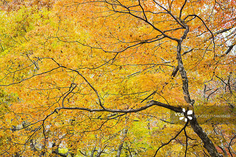 枫树与枫叶图片素材