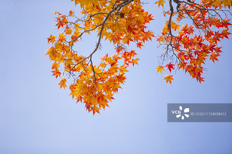 枫树与枫叶图片素材