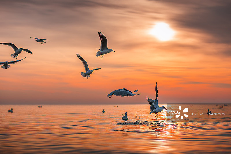 日出时分，海鸥在天空中飞翔图片素材