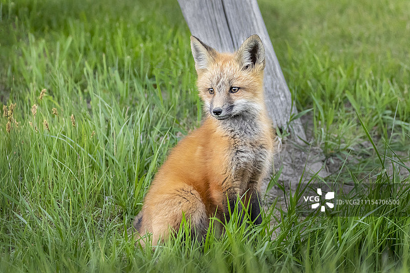 蒙大拿州的红狐幼崽图片素材