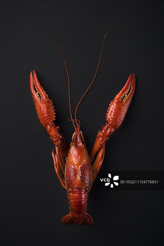 小龙虾图片素材