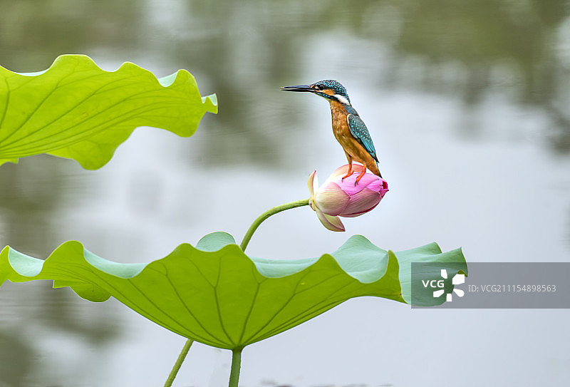 翠鸟站荷花图片素材