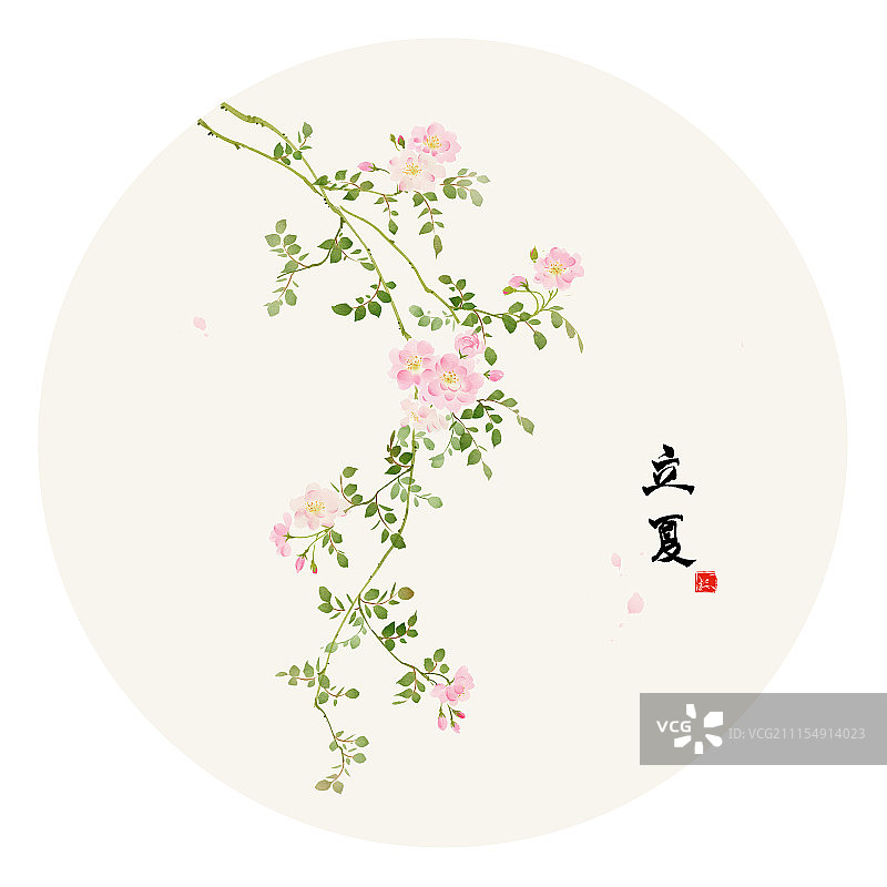 立夏。蔷薇花图片素材