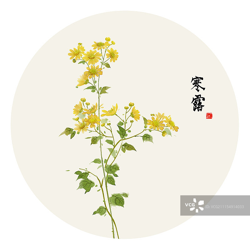 寒露。菊花图片素材