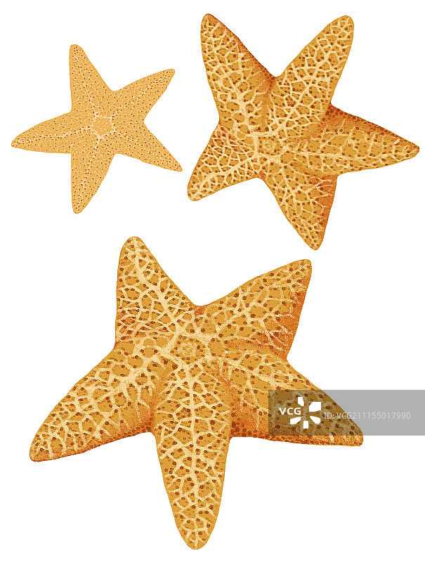背景分离动物系列组图共3000多幅-海星图片素材