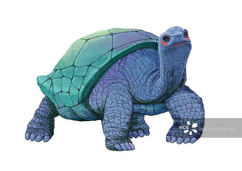 背景分离动物系列组图共3000多幅-大海龟图片素材