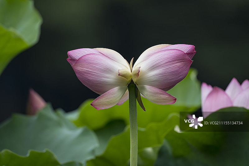 并蒂莲花苞图片素材