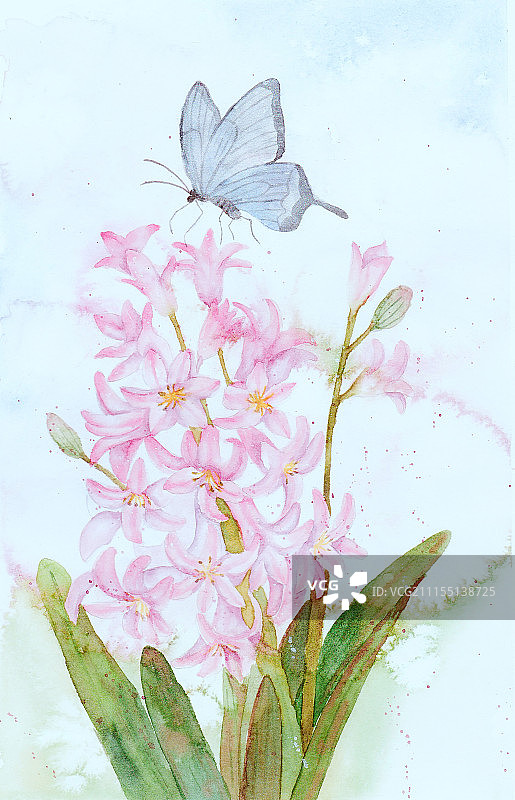 风信子图片素材