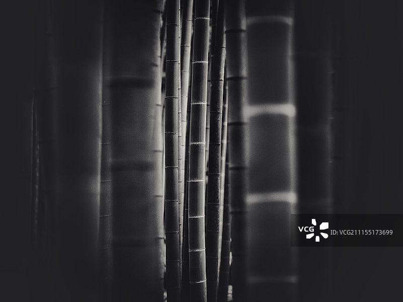 竹子图案图片素材