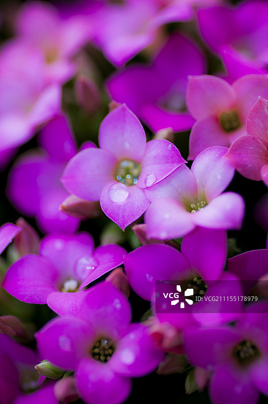 紫色花朵特写图片素材