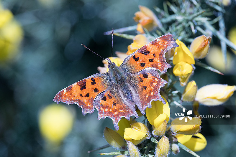 荨麻蛱蝶图片素材