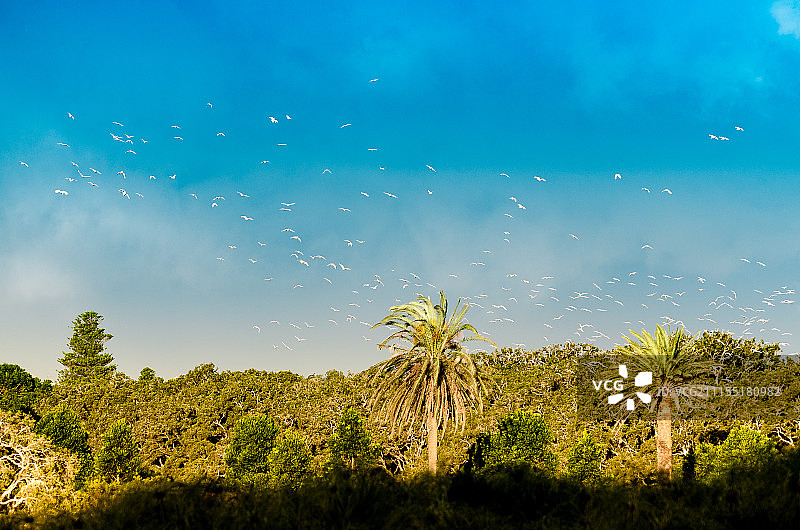 鹦鹉群图片素材