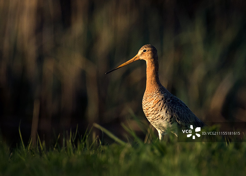 聚光灯下的鸟图片素材