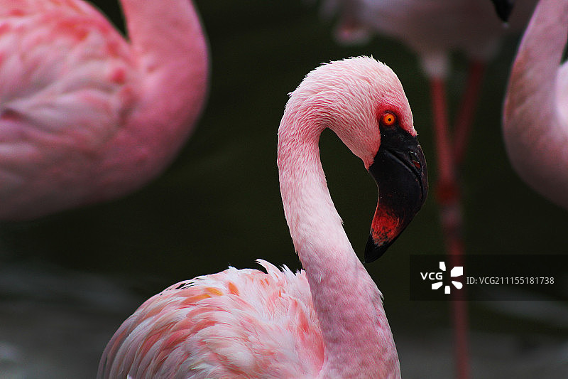 火烈鸟图片素材