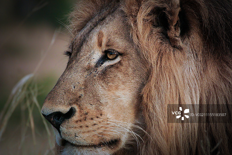 美丽的狮子图片素材