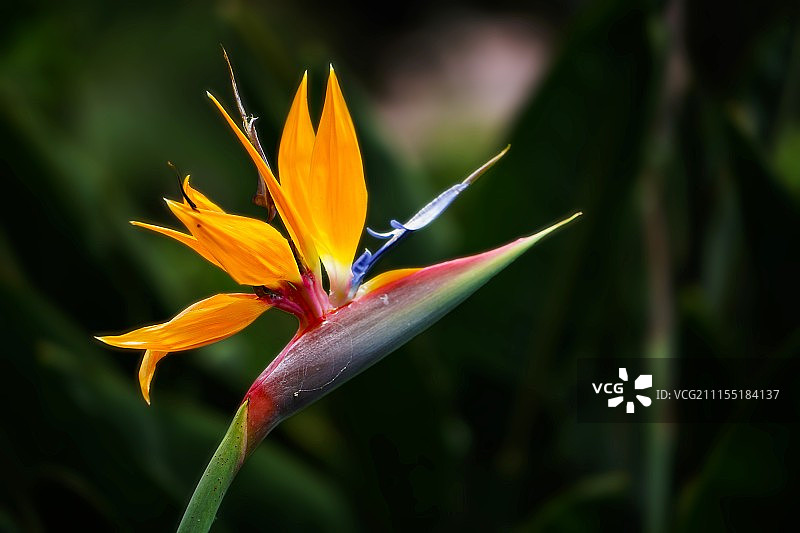 像小鸟一样图片素材