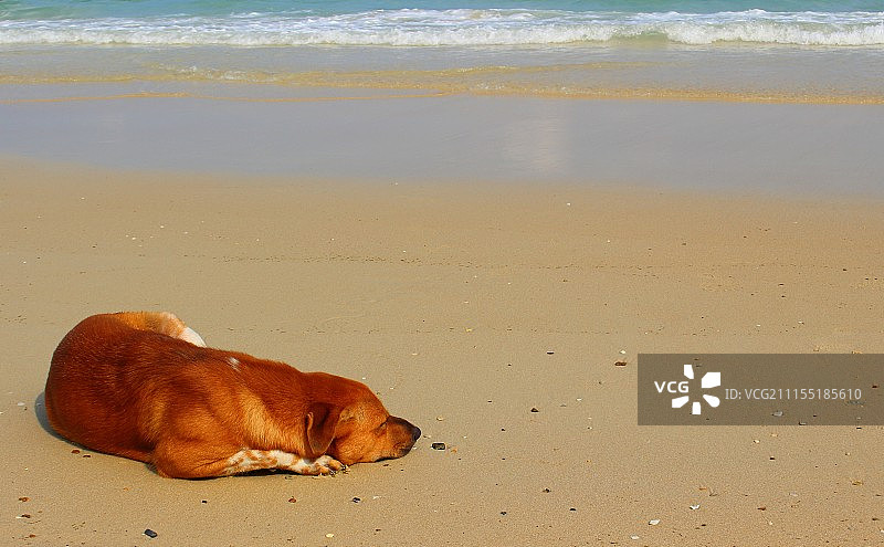 睡在海滩上的小狗图片素材