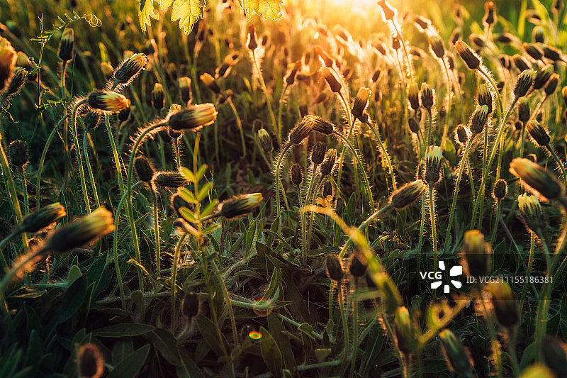 日落时分闪耀的黄色蒲公英的微距照片图片素材