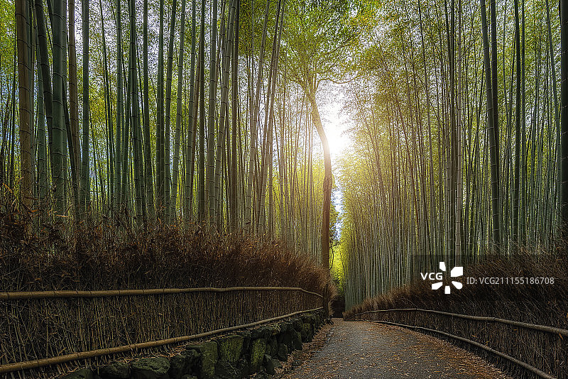 日本京都岚山竹林小径高清图图片素材
