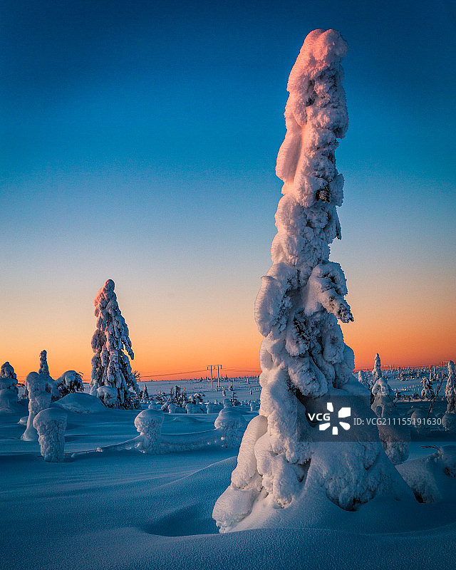 白雪覆盖的树木景色图片素材