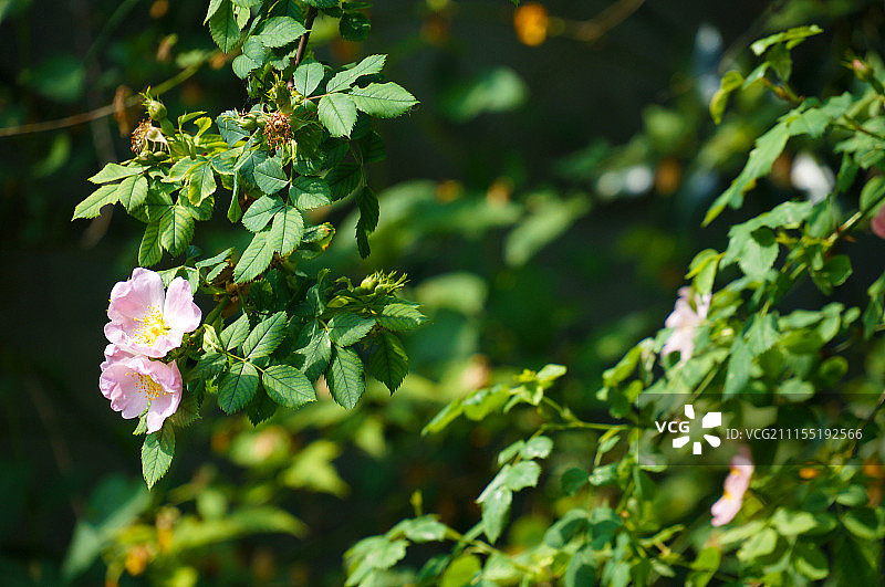 早晨的太阳图片素材