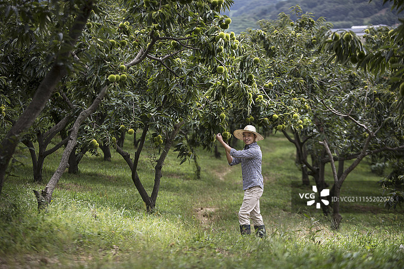 男人在栗子树农场工作摄影图片素材