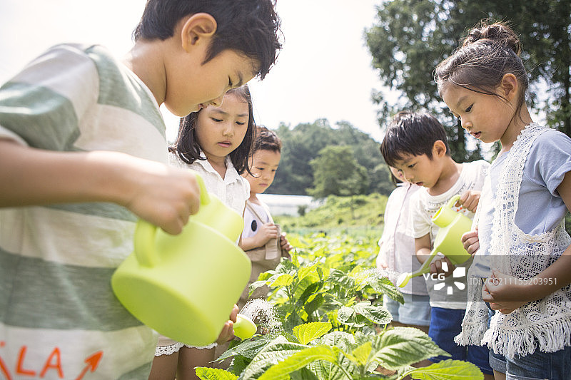 农场实地考察的学龄前儿童给植物浇水摄影图片素材