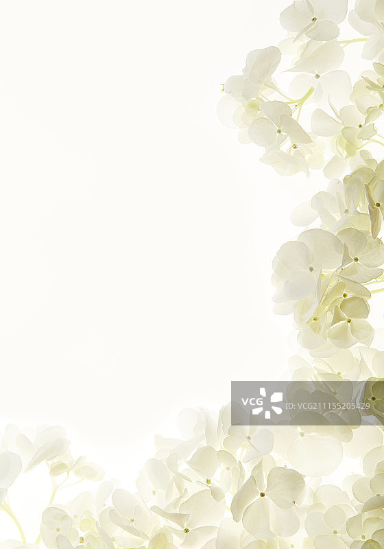 花卉，工作室拍摄图片素材