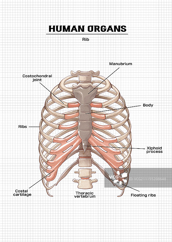 人体器官解剖结构图图片素材
