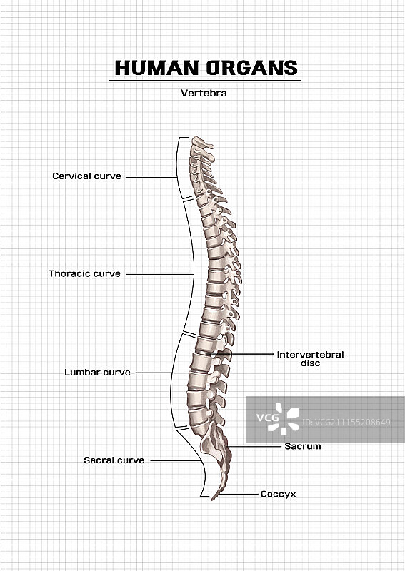 人体器官解剖结构图图片素材