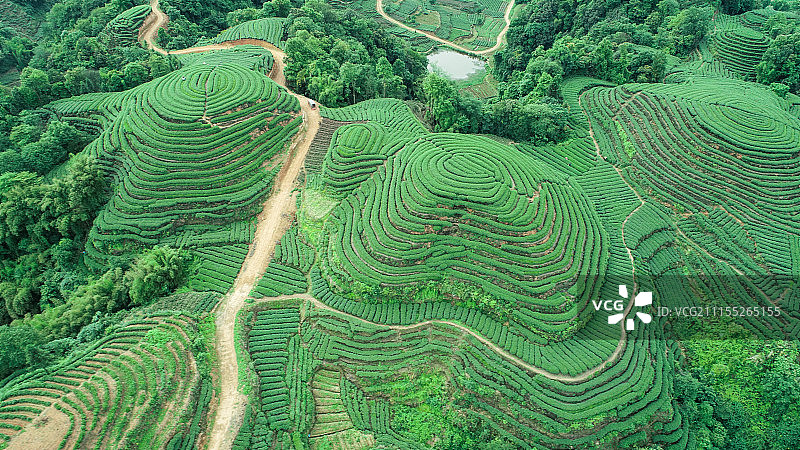 四川雅安名山大地指纹茶园航拍图片素材