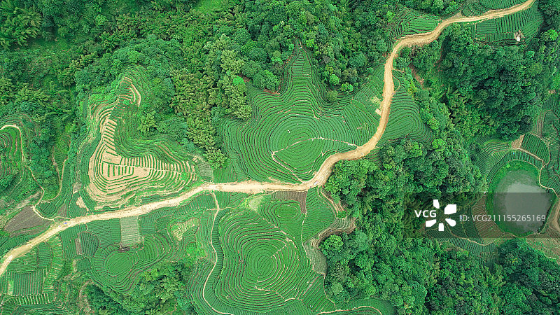 四川雅安名山大地指纹茶园航拍图片素材