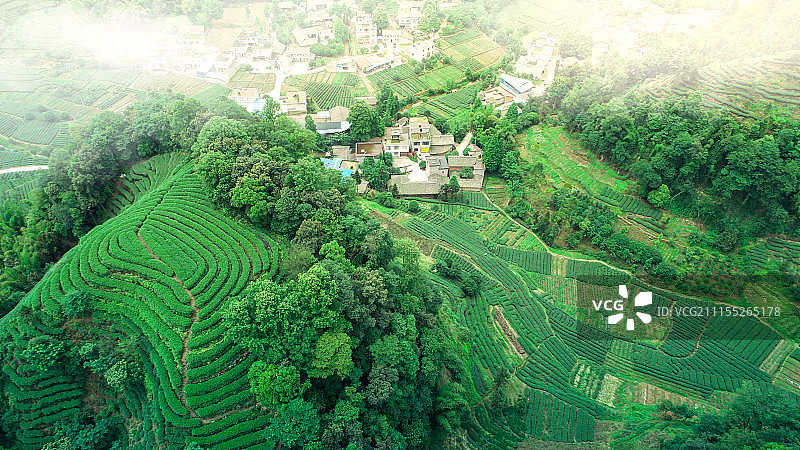 四川雅安名山大地指纹茶园航拍图片素材