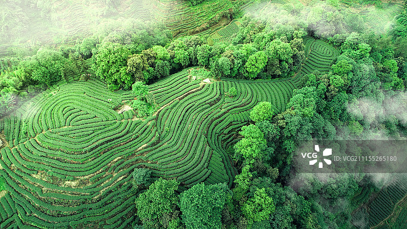 四川雅安名山大地指纹茶园航拍图片素材