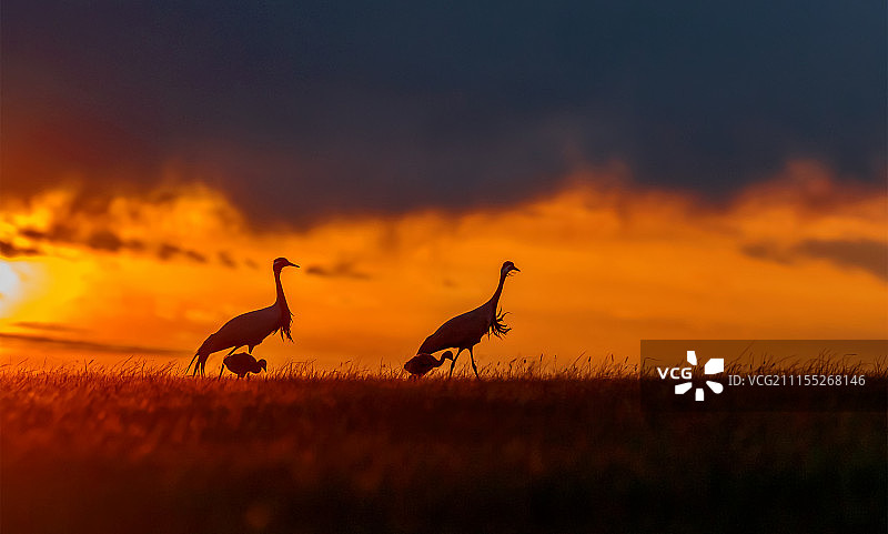 守护（蓑羽鹤一家）图片素材